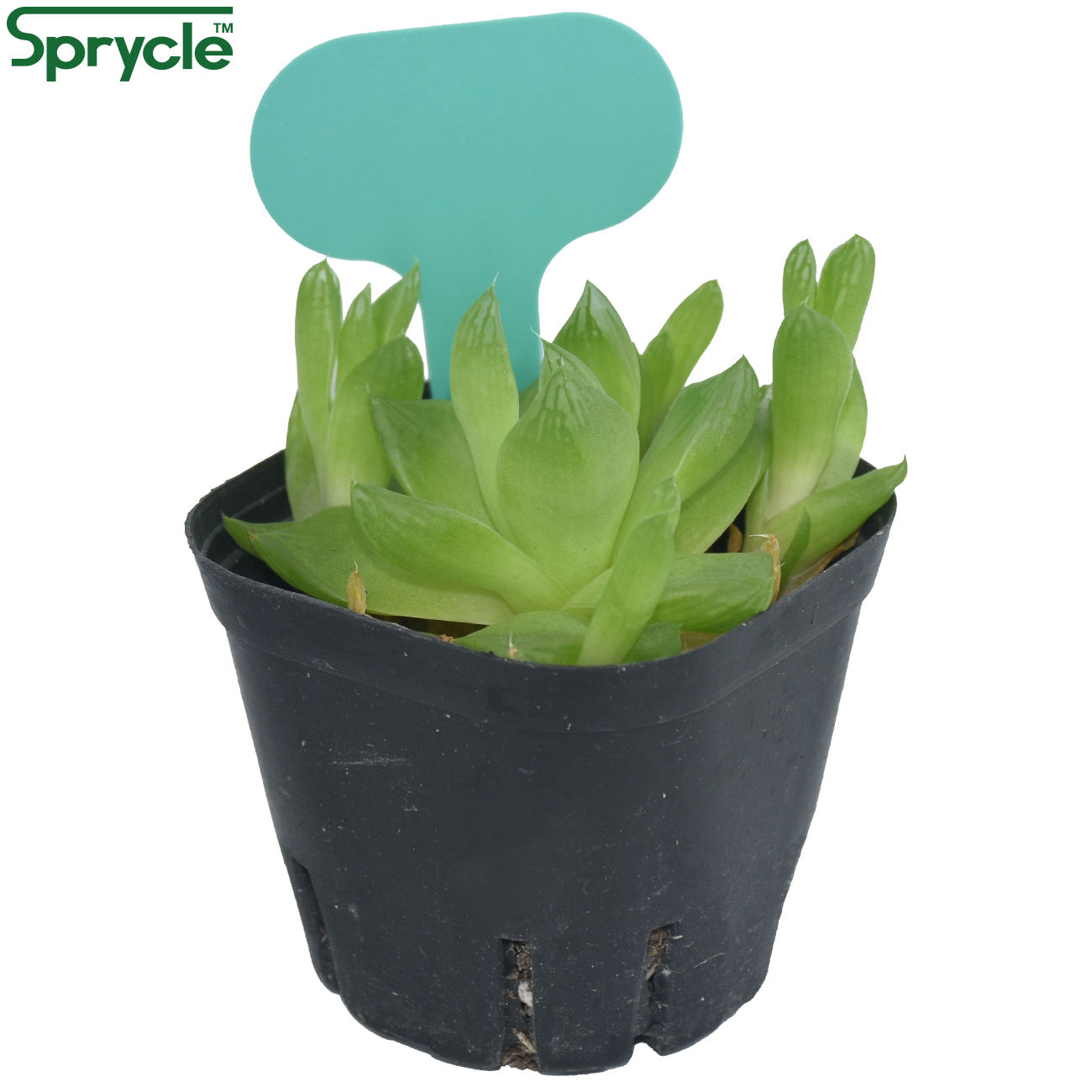 Этикетки для сада SPRYCLE, 50  – обзор и цена Plant Label Tags